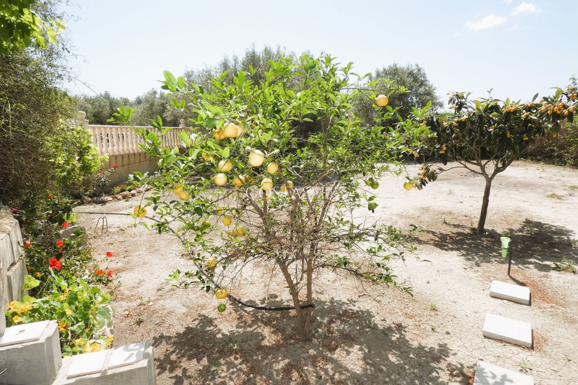 Odsprzedaż - Willa -
Dolores - Dolores Centro