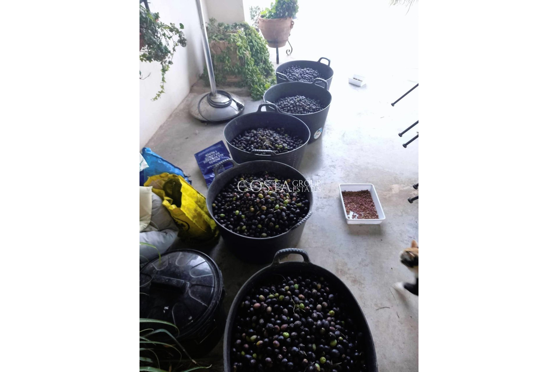 Odsprzedaż - Willa -
Dolores - Dolores Centro