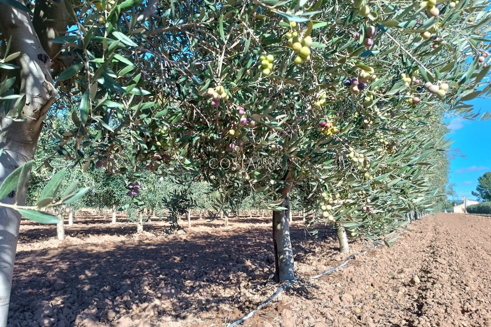 Odsprzedaż - Willa -
Yecla - Yecla Centro