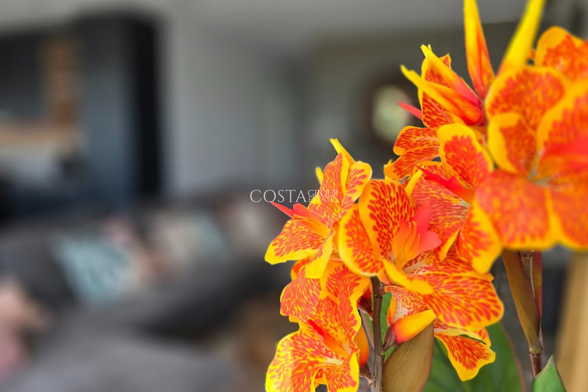 Resale - Villa -
Los Montesinos - Los Montesinos Centro