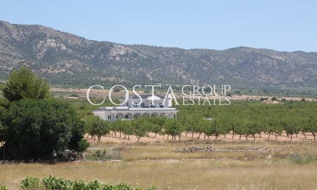 Nouvelle construction - Villa -
Pinoso