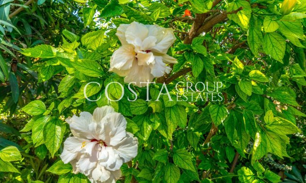 Resale - Apartments -
Torrevieja - Torrevieja Centro